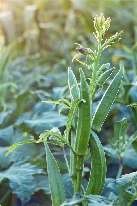 When And How To Harvest Okra Tips And Advice Gardener S Path