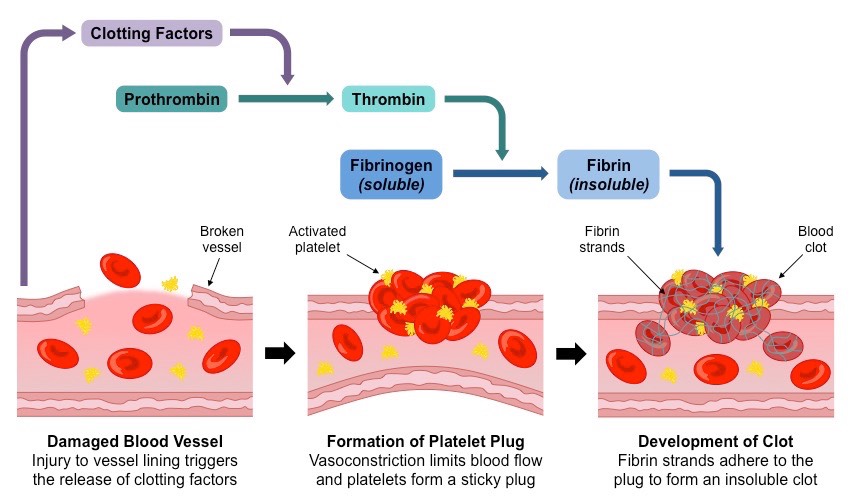 Why Did Sample Blood Clot