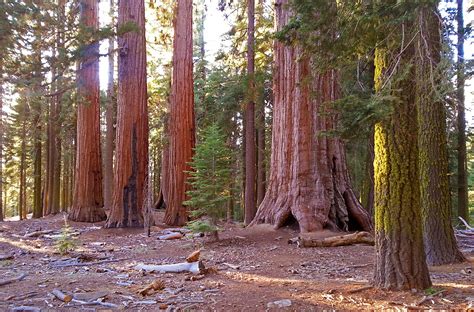 Yosemite Giant Sequoias Redwood Tree Redwood Forest National Park