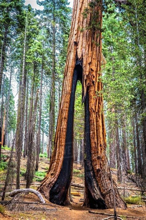 Yosemite National Park Giant Redwoods