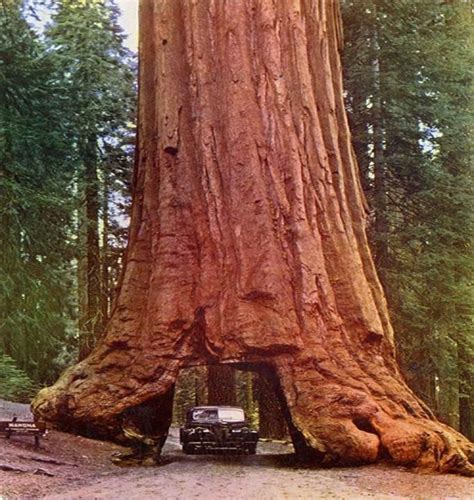 Yosemite Redwoods Sequoia National Parks Sequoia Tree Big Tree